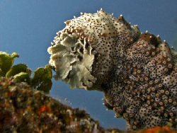 An unusual view of a sea cucumber! no cropping, no editin... by Andrew Macleod 